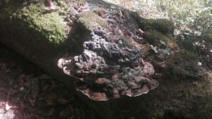 Faggeta di Val Cervara - sottobosco