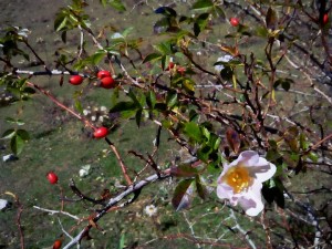 ROSA CANINA - il fiore