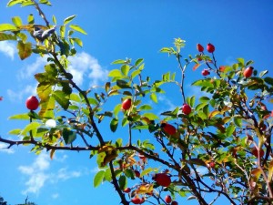 ROSA CANINA - i frutti