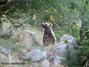 il nostro incontro con l'orso - luglio 2015