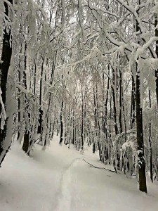 Lucus Angitiae - bosco in inverno