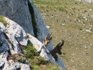 CAMOSCIO APPENNINICO (Rupicapra pyrenaica ornata)