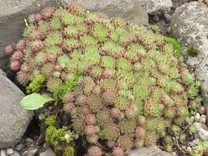 Sempervivum Montanum