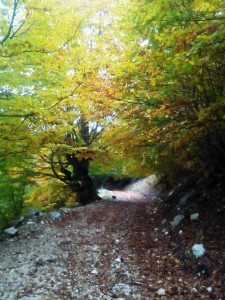 " due strade divergevano in un bosco ed io... "