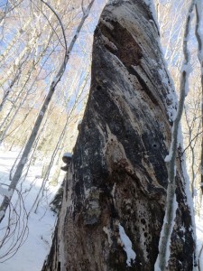 Albero morto nella faggeta di Val Cervara