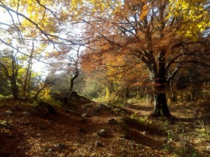 Boschi della Difesa, Pescasseroli. Parco Nazionale d'Abruzzo, Lazio e Molise 1