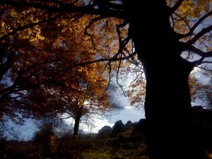 Boschi della Difesa, Pescasseroli. Parco Nazionale d'Abruzzo, Lazio e Molise