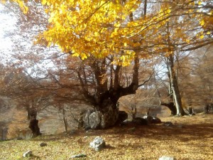 Boschi della Difesa, Pescasseroli. Parco Nazionale d'Abruzzo, Lazio e Molise. 3