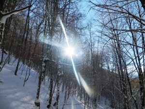 Faggeta di Val Cervara