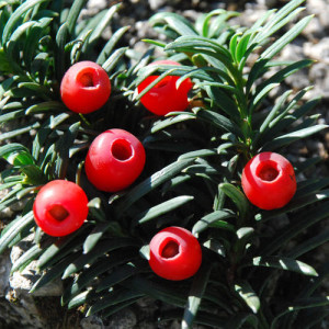 Taxus Baccata - dettaglio del frutto