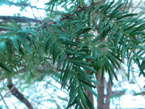 Taxus Baccata - dettaglio foglie