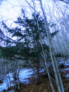 Taxus Baccata - sempreverde tra la neve