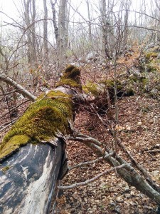 Val Cervara, albero secco