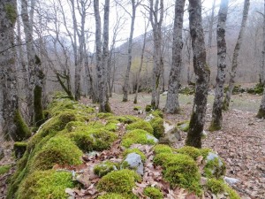 la camosciara in inverno