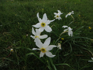 Narciso