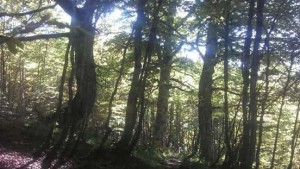 Camminare nel bosco