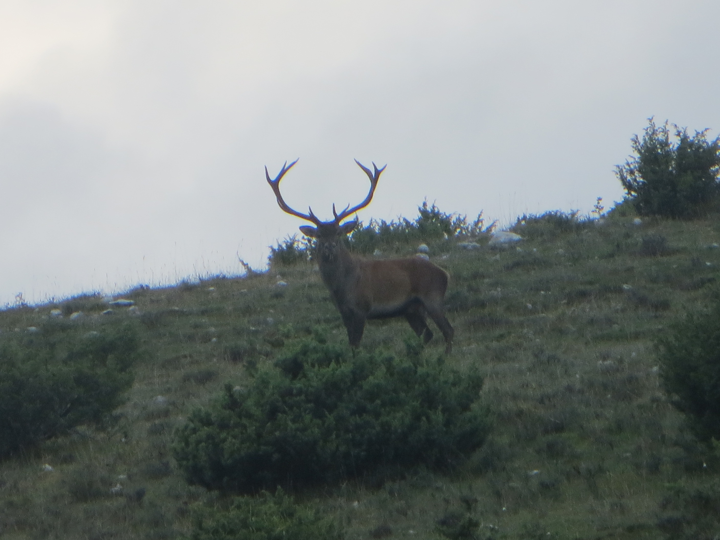 cervo in Abruzzo