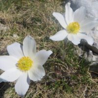 Escursione guidata sul Monte Velino