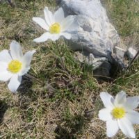 Escursione guidata sul Monte Velino