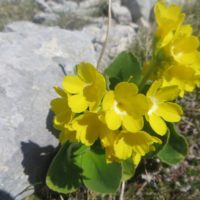 Escursione guidata sul Monte Velino