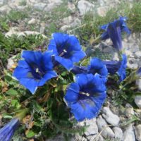 Escursione guidata sul Monte Velino